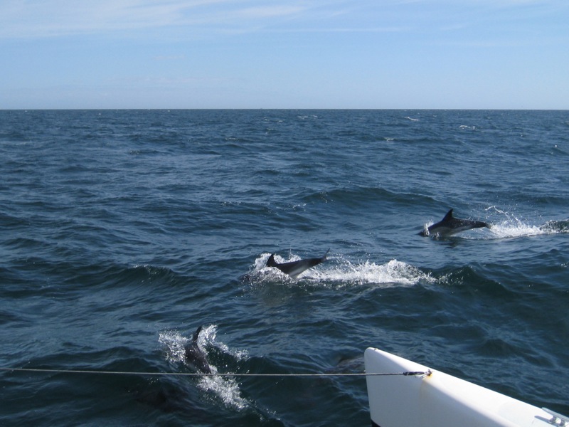 Nog meer dolfijnen
